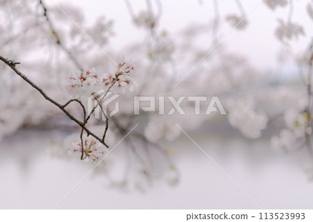 盛開的染井吉野櫻花樹，日本櫻花 113523993