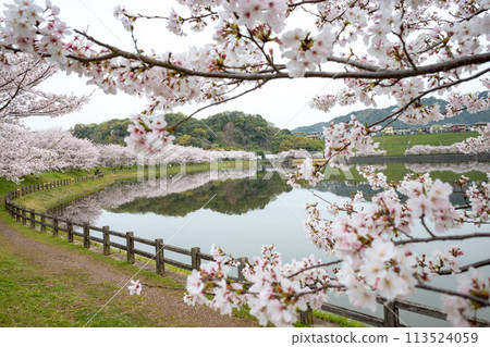 立岡自然公園的染井吉野櫻花 立岡自然公園的染井吉野櫻花 113524059