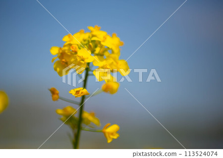 Rape blossoms 113524074