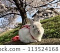 Cherry blossom viewing with my pet rabbit 113524168