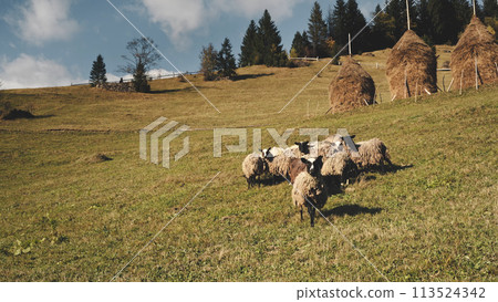 Farm animal eat grass at mountain pasture aerial. Rural nature landscape. Funny sheeps, lambs 113524342