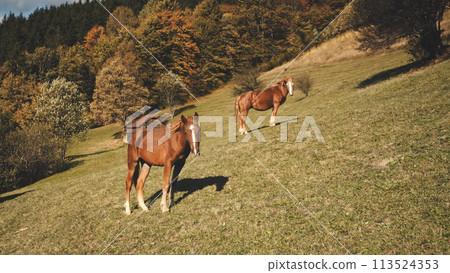 Aerial horse at mountain pasture. Autumn nature landscape. Farm animals at leaves and pine trees 113524353