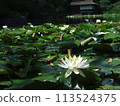 Water lilies blooming in Shoseien Garden 113524375