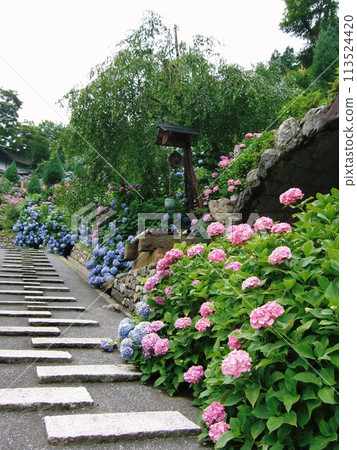 Scenery of Yoshimine-ji Temple with blooming hydrangeas Scenery of Yoshimine-ji Temple with blooming hydrangeas 113524420