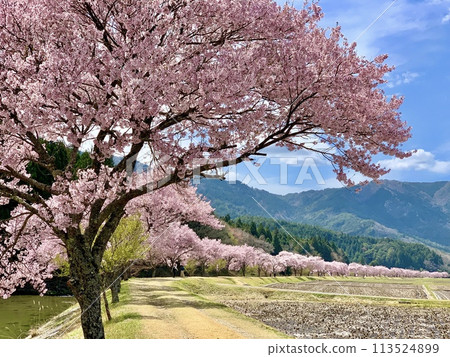 盛開的櫻花樹（小彼岸櫻）在奧三河（愛知縣清水郡名倉川左岸/北重郡設樂町）的藍天和新綠的映襯下格外引人注目 113524899