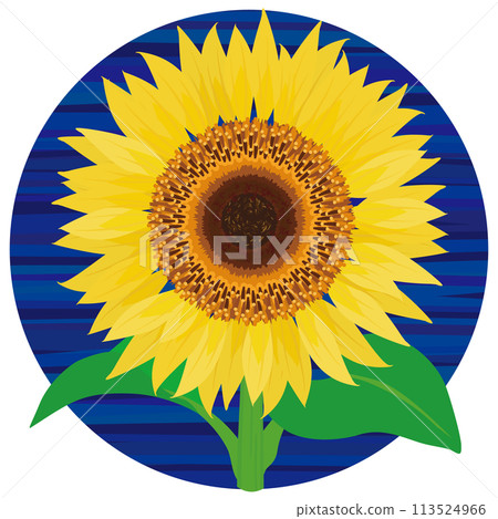 Front facing sunflower vector illustration Front facing sunflower vector illustration 113524966