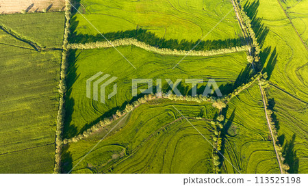 Aerial view of green rice field. Drone shot frome above Aerial view of green rice field. Drone shot frome above 113525198