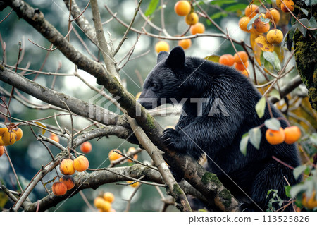 亞洲黑熊爬上柿子樹 動物傷害 113525826