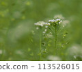 white shepherd flower 113526015