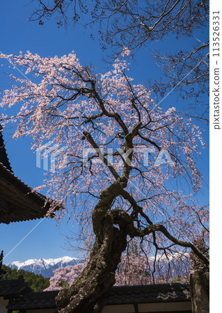 倉澤寺、老垂枝櫻花 倉澤寺、老垂枝櫻花 113526331