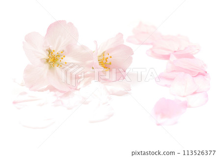Cherry blossom petals pink spring white background 113526377