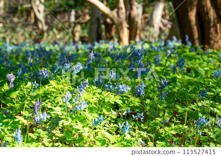 Spring flowers, Corydalis ambiguus Spring flowers, Corydalis ambiguus 113527415