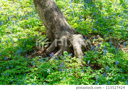Yagishiri Island's virgin forest and the cute Corydalis ambiance 113527424