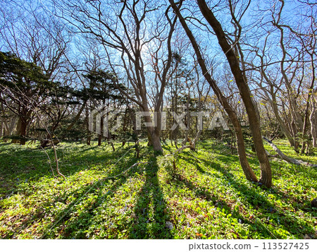 Scenery of Onko no Sou, a virgin forest on Yagishiri Island Scenery of Onko no Sou, a virgin forest on Yagishiri Island 113527425