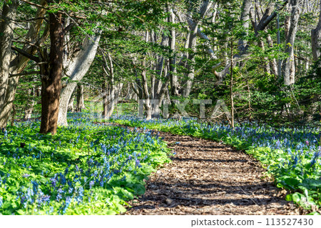 春天的矢尻島，蝦夷園五花盛開 113527430