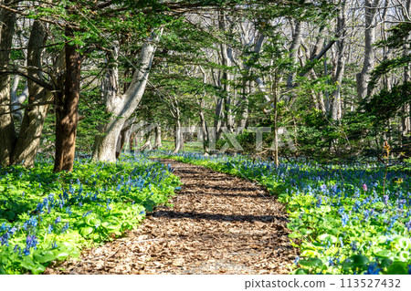 春天漫步在矢尻島的原始森林“Onko no Sou” 113527432