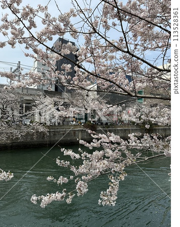 橫濱市大岡川櫻花 橫濱市大岡川櫻花 113528361