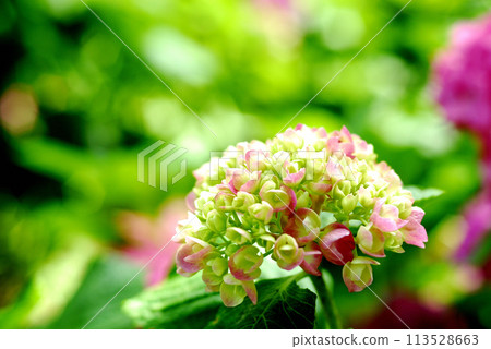 Hydrangea in the neighborhood 113528663