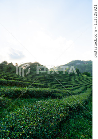 tea plantation and green tea plantation tea plantation and green tea plantation 113528921