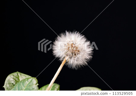 The fluffy fluff of the dandelion is preparing for its cute journey The fluffy fluff of the dandelion is preparing for its cute journey 113529505
