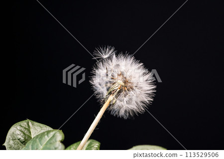 The fluffy fluff of the dandelion is preparing for its cute journey The fluffy fluff of the dandelion is preparing for its cute journey 113529506