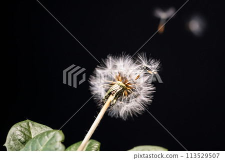 帶著可愛的蒲公英絨毛準備出發 113529507