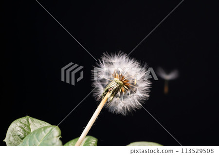 The fluffy fluff of the dandelion is preparing for its cute journey The fluffy fluff of the dandelion is preparing for its cute journey 113529508