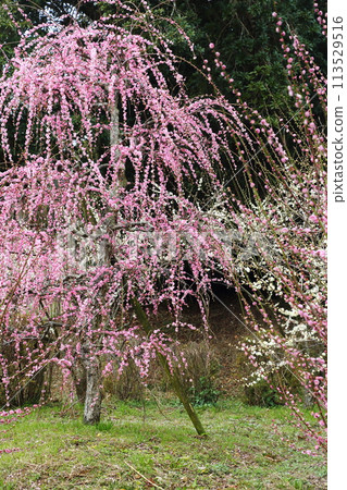 Hirota Bairin 113529516