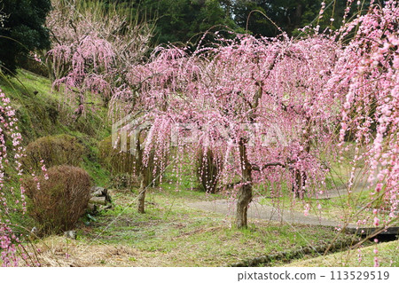 Hirota Bairin 113529519