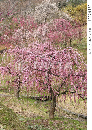 Hirota Bairin Hirota Bairin 113529525