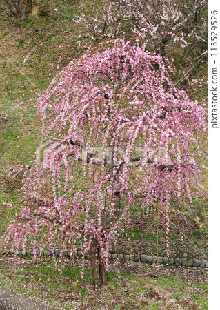 Hirota Bairin Hirota Bairin 113529526