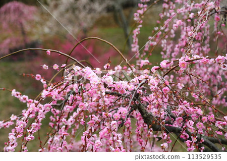 Hirota Bairin 113529535