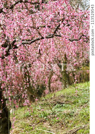 Hirota Bairin Hirota Bairin 113529543