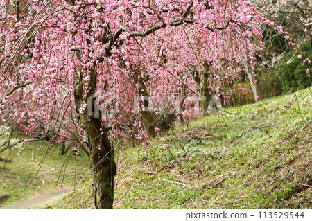 Hirota Bairin Hirota Bairin 113529544