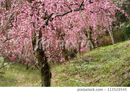 Hirota Bairin Hirota Bairin 113529545