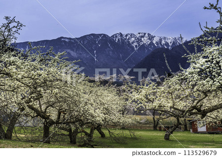Hokuto City, Mahara Karasume and Asayo Mountain in the Southern Alps 113529679