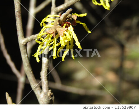The yellow flowers of witch hazel are the first to bloom, heralding the arrival of spring. 113529907