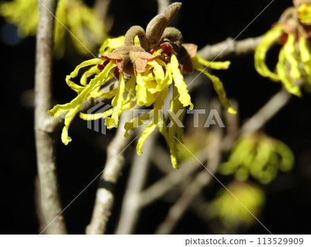 金縷梅第一朵黃色的花朵綻放，預示著春天的到來。 113529909