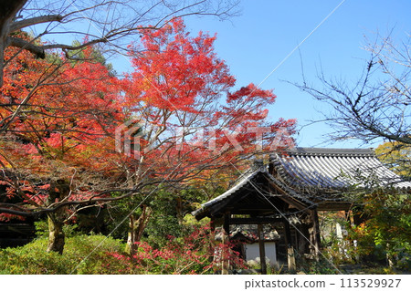 Vivid Japanese maple leaves Vivid Japanese maple leaves 113529927