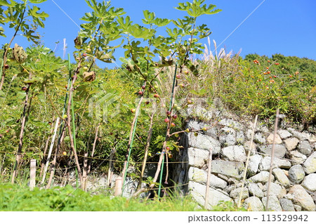 The fruit of FIG. The fruit of FIG. 113529942