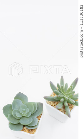 Potted houseplant on white background, vertical type Potted houseplant on white background, vertical type 113530182