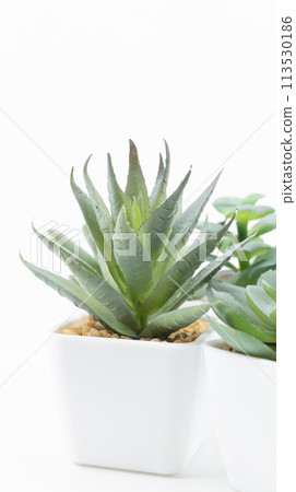 Potted houseplant on white background, vertical type 113530186