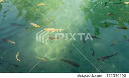 Sacred fish in the Balikligol fish pond. This is a sacred site for muslims and birth place of prophet Abraham in Sanliurfa, Turkey 113530200