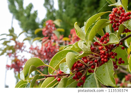 Kuroganemochi on a rainy day 113530374