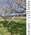 Cherry blossoms and utility poles 113530494