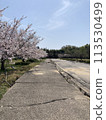 Cherry blossoms and liquefied road 113530499