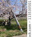 Electric poles toppled by the earthquake and cherry blossoms in full bloom 113530501