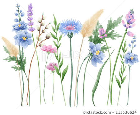 Handdrawn watercolor illustration clipart of detailed Spring Wildflowers meadow compostions collection Floral arrangements greeting cards wedding invitation Elegant ethereal nature 113530624
