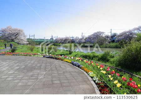 春天,流經埼玉縣蓮田市的元荒川河床上盛開的染井吉野櫻花,以及行駛在鐵路橋上的列車,色彩繽紛。 春天,流經埼玉縣蓮田市的元荒川河床上盛開的染井吉野櫻花,以及行駛在鐵路橋上的列車,色彩繽紛。 113530625