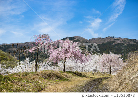 埼玉縣東秩父村虎山千本櫻 埼玉縣東秩父村虎山千本櫻 113530878